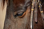 horse, animal, head animal