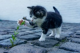 Cat, Flower, Kitten, Stone, Pet