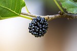blackberry purple, mulberry, natura