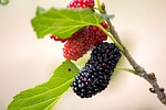 blackberry purple, mulberry, natura