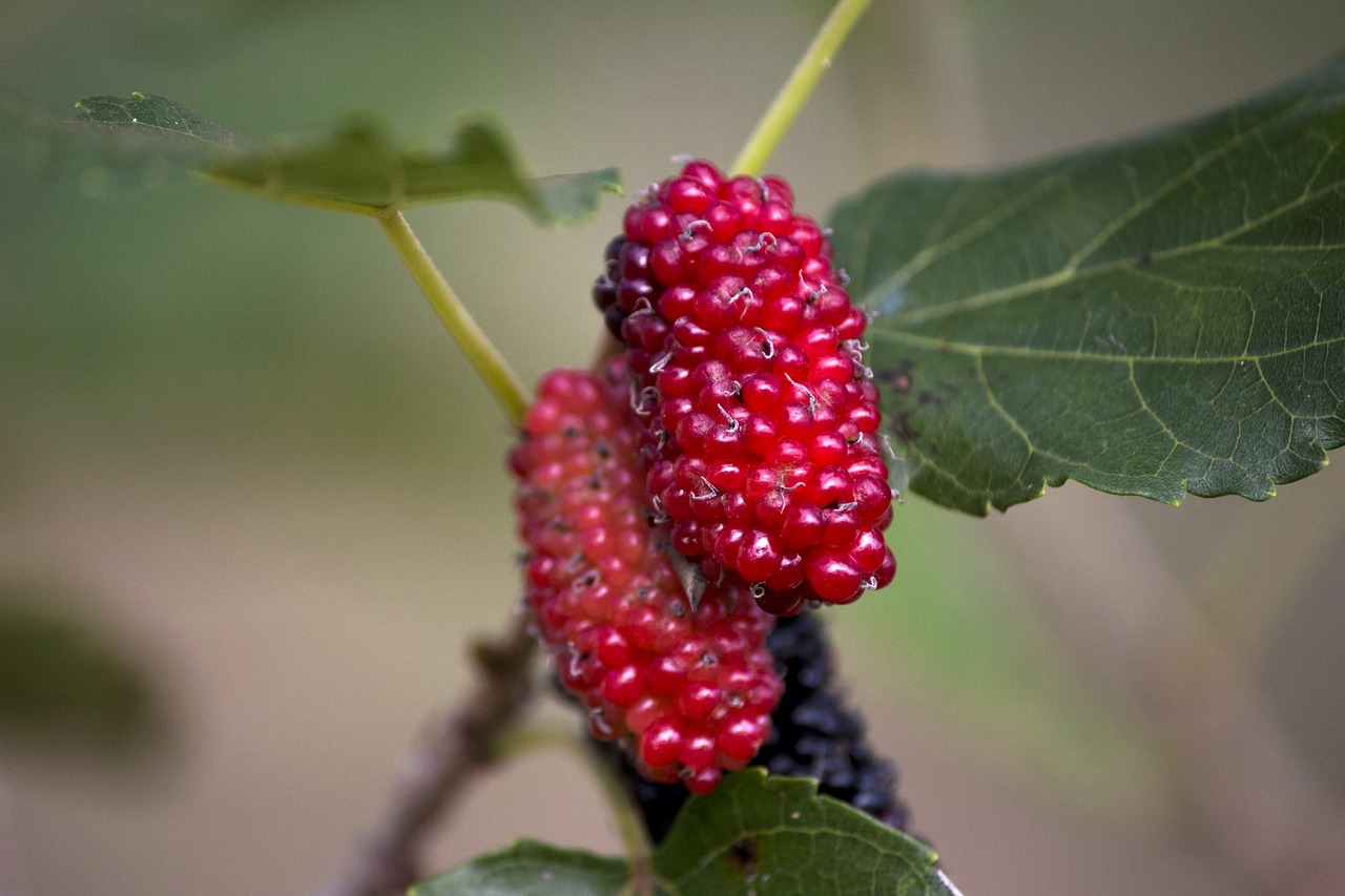 mulberry-2536901_1280.jpg
