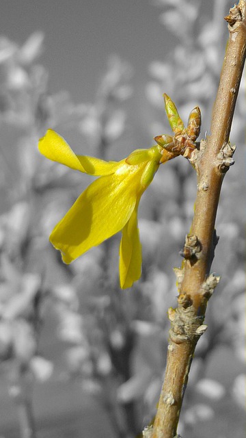 Free Bud Flower photo and picture