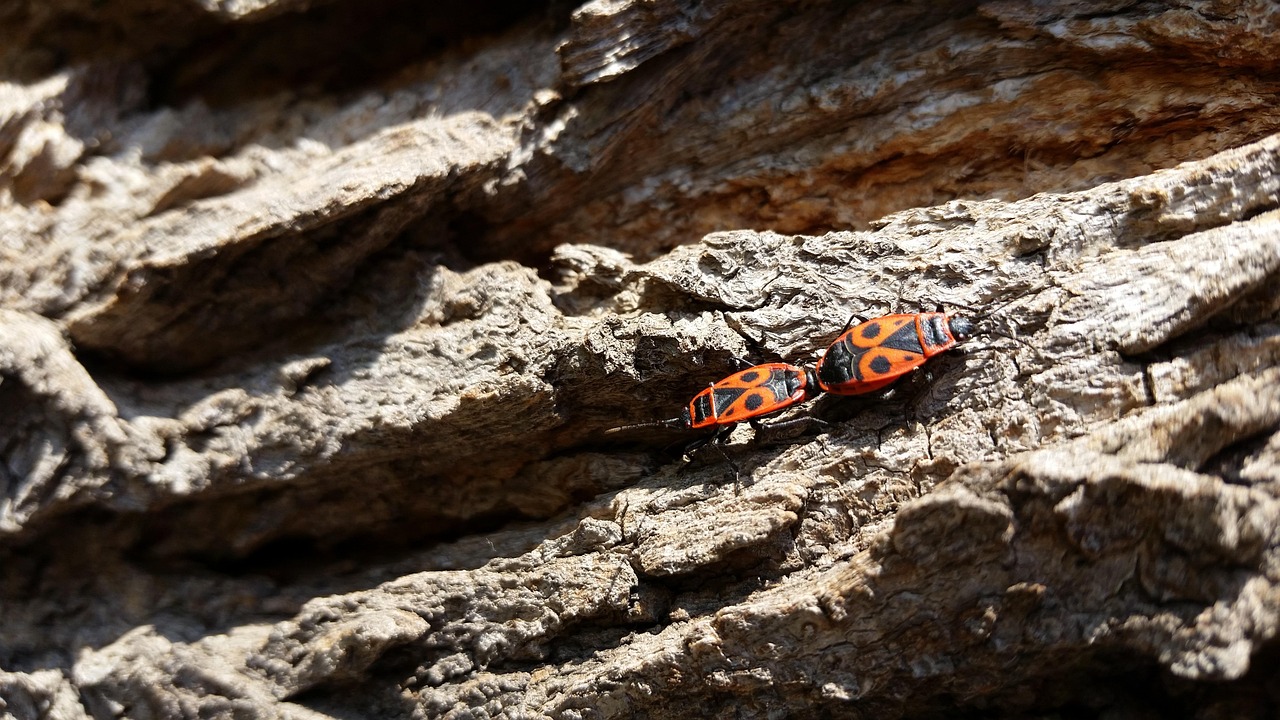 Bug Inseto Fire Bug Inseto Ensolarado - Foto gratuita no Pixabay - Pixabay