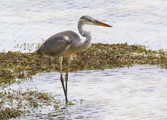 Garza Naturaleza - Foto gratis en Pixabay - Pixabay