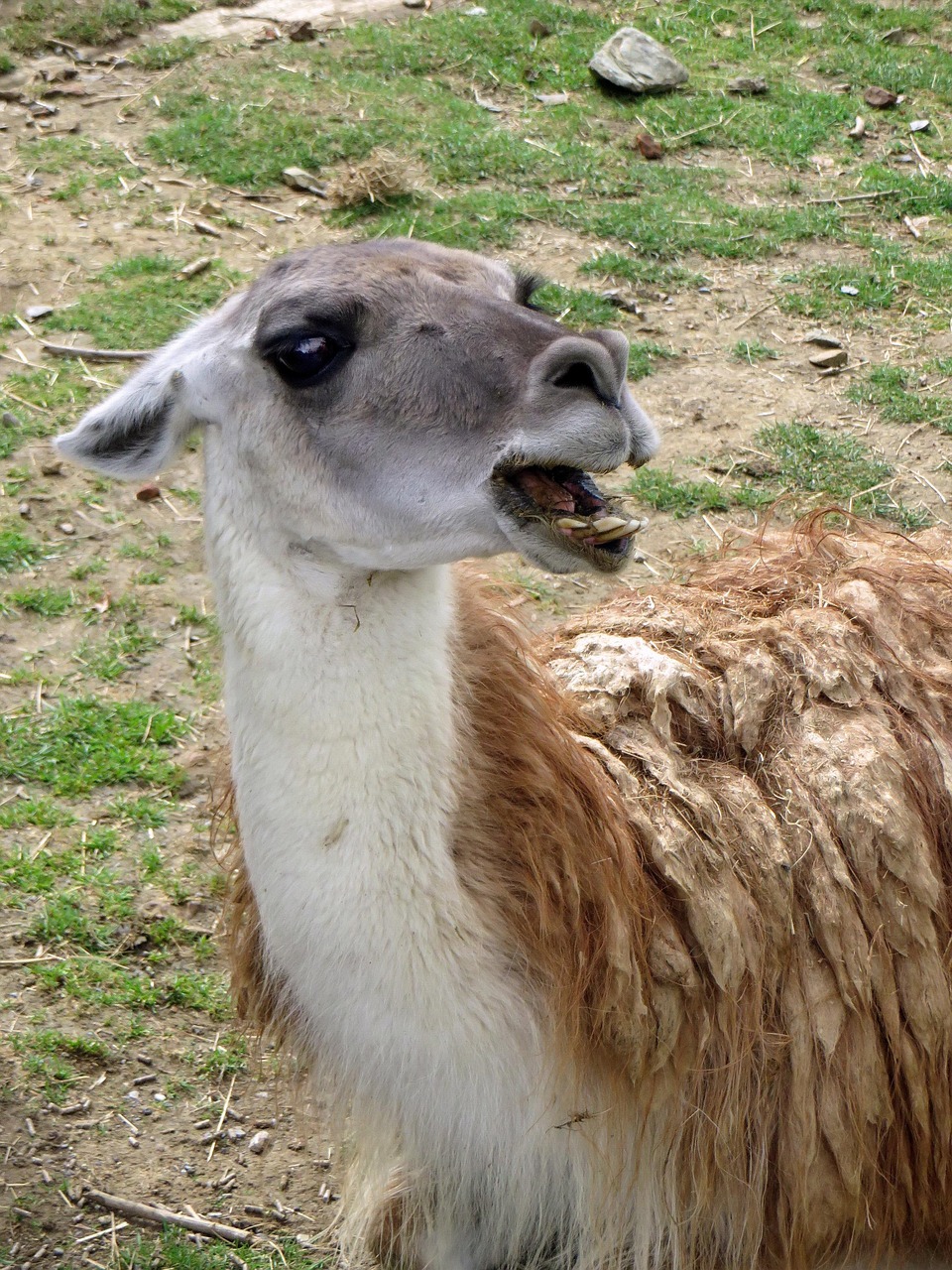 Lama Cam lid Col re Photo Gratuite Sur Pixabay
