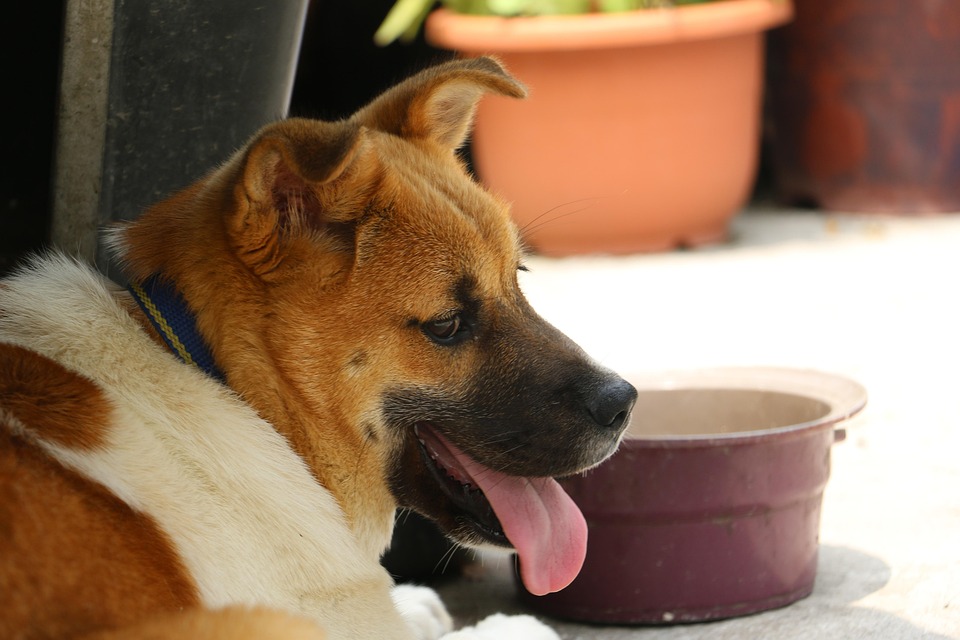 Anjing Korea Foto Gratis Di Pixabay