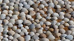 mussels, decoration, sea