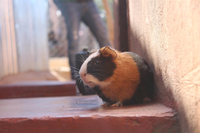 Free Pigs Nozamopark photo and picture