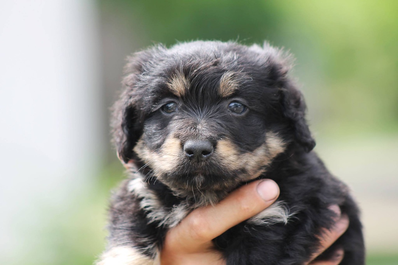Dog Puppy Mixture Free photo on Pixabay Pixabay