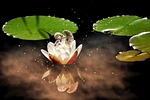 angel, water lily, white