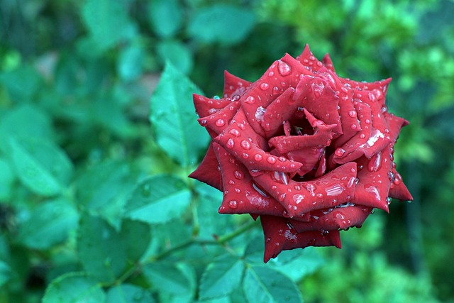 Free Rose Flower photo and picture