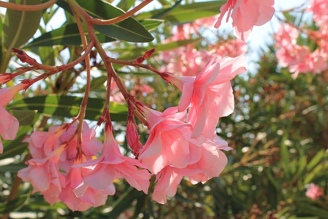 Free Flower Pink photo and picture