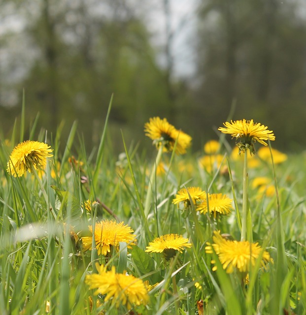 Free Dandelion Yellow photo and picture