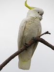 sulphur-crested cockatoos, cacatua galerita, fauna