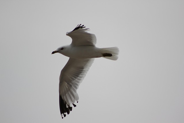 Free Seagull Flight photo and picture