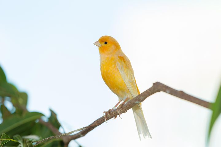 1+ Free Heavyset &amp; Yellow Finch Images
