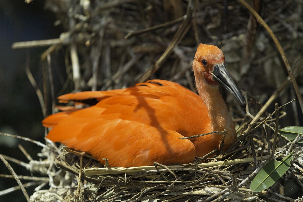 8800 Gambar Burung Ibis HD Terbaik