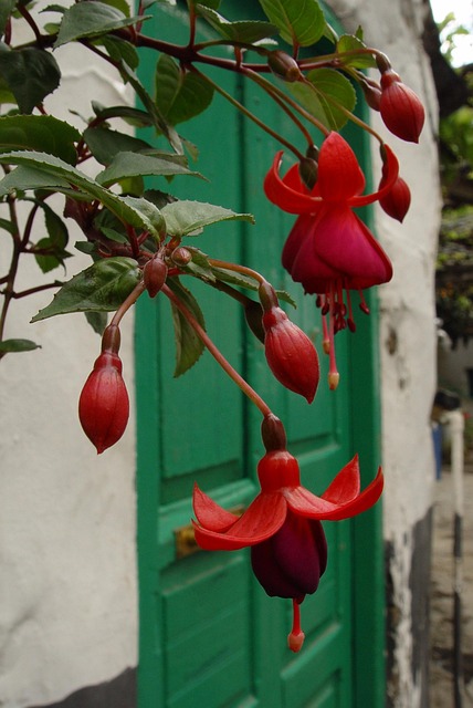 Free Flower Red photo and picture