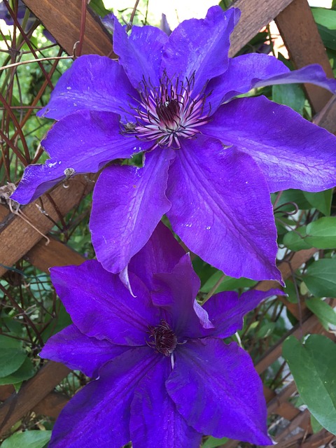 Free Clematis Flowers photo and picture