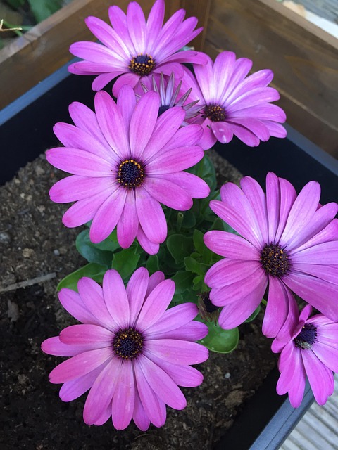 Free Osteospemum Flower Background photo and picture