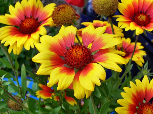 Sommerblumen, Mädchenauge, Großansicht, Bild pixabay Mädchenauge mit gelben Blüten im sonnigen Beet