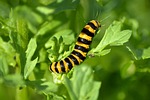 jakobskrautbär crawler, caterpillar, macro