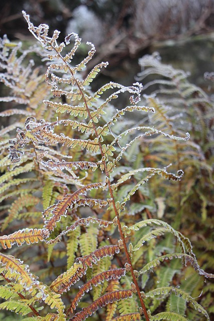 Free Nature Plant photo and picture