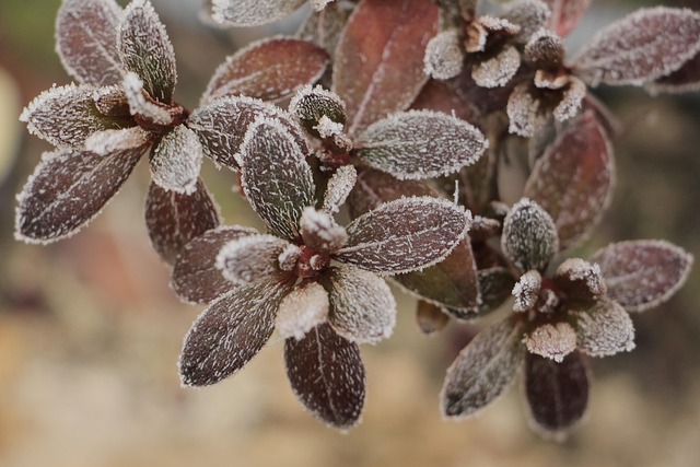 Free Nature Plant photo and picture