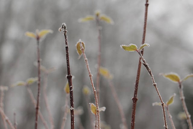 Free Nature Plant photo and picture