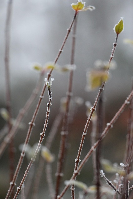 Free Nature Plant photo and picture