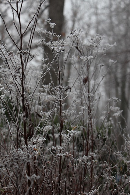 Free Nature Plant photo and picture