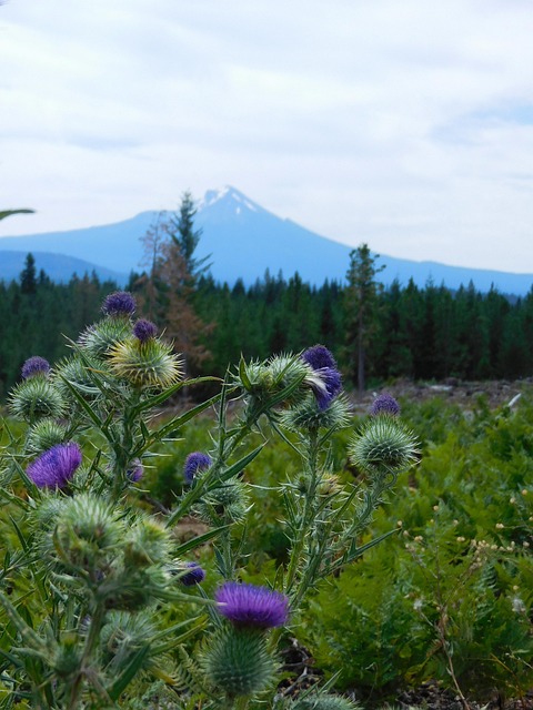 Free Mt Mcloughlin photo and picture