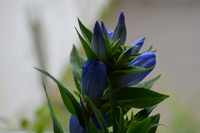 Free Nature Plant photo and picture