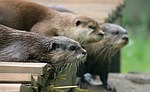 otter, fur, cute