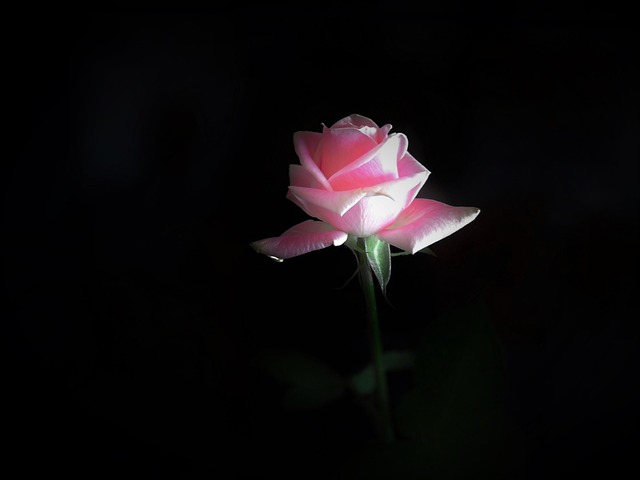Free Pink Flower Happy Birthday photo and picture