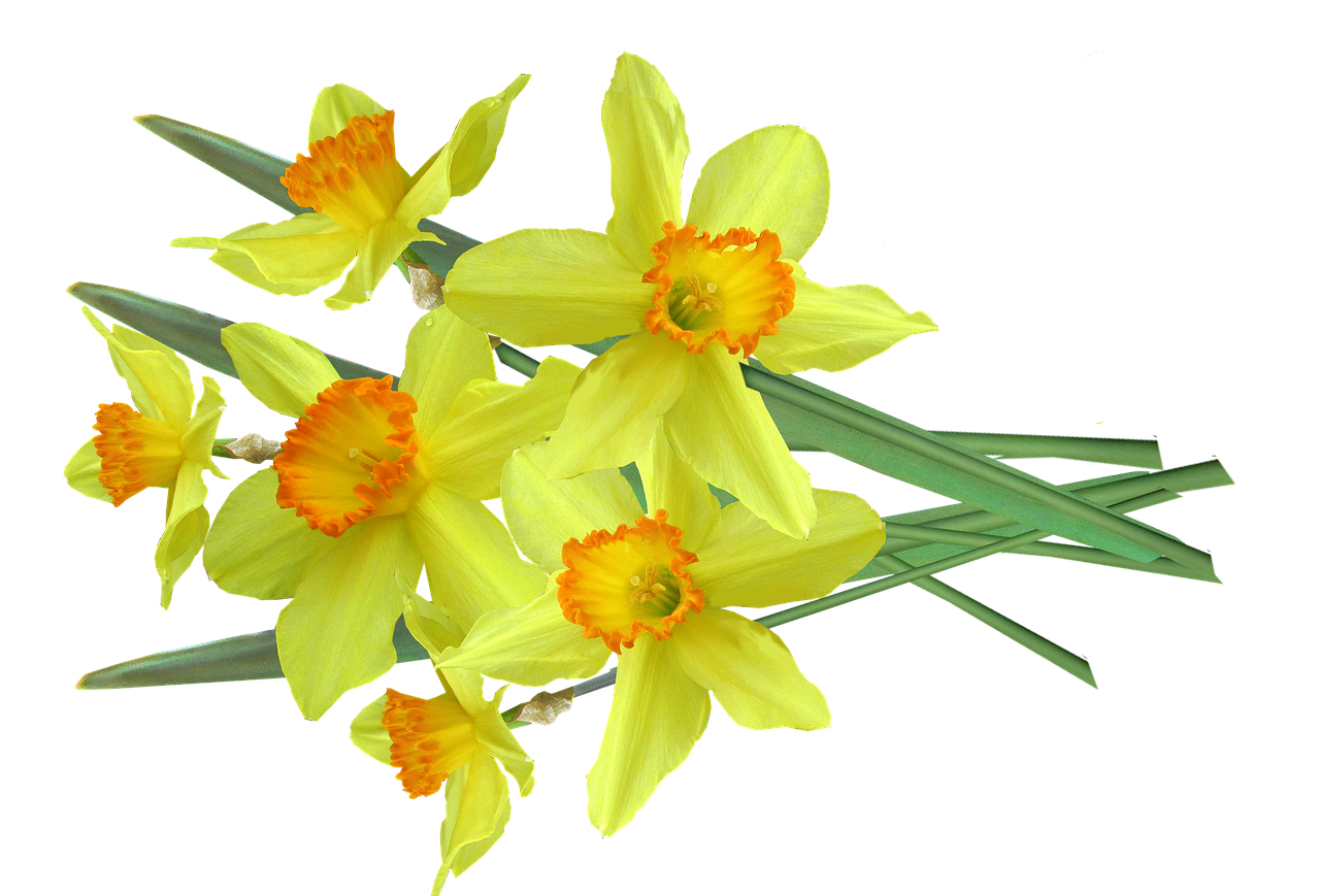 Daffodil Spring Flowers Free photo on Pixabay Pixabay