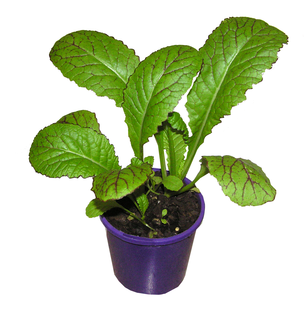 100+ Free Mustard Plants & Mustard Photos Pixabay