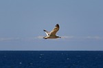 animal, sky, sea