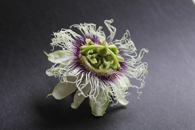 Free Passionfruit Flower photo and picture
