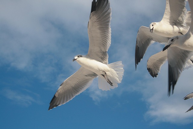 Free Bird Dove photo and picture