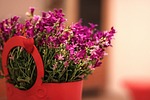 flower, flowers, plant