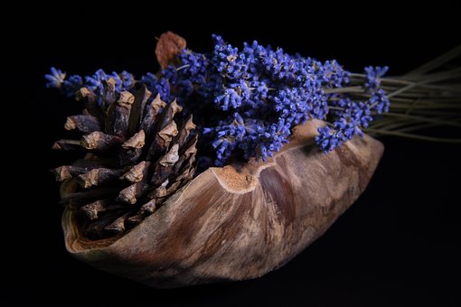 Free Lavender Coconut photo and picture