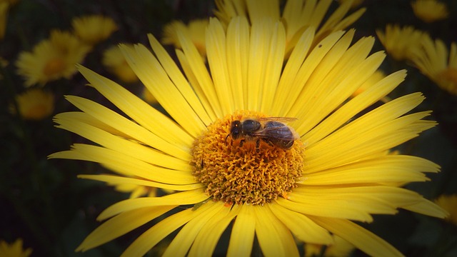 Free Flower Photo photo and picture