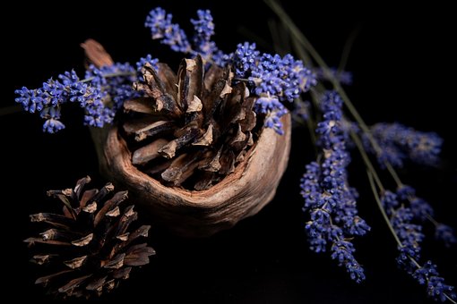 Free Lavender Coconut photo and picture
