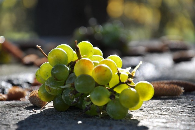 Free Grape Autumn photo and picture