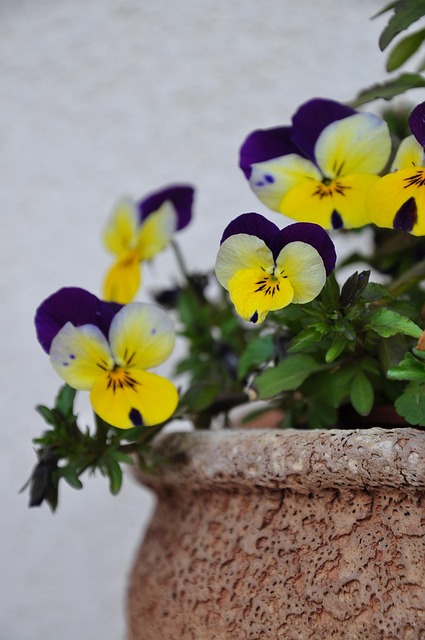 Free Pansy Pot photo and picture