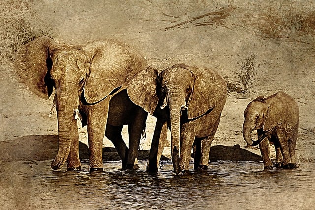 Free elephant animal art illustration