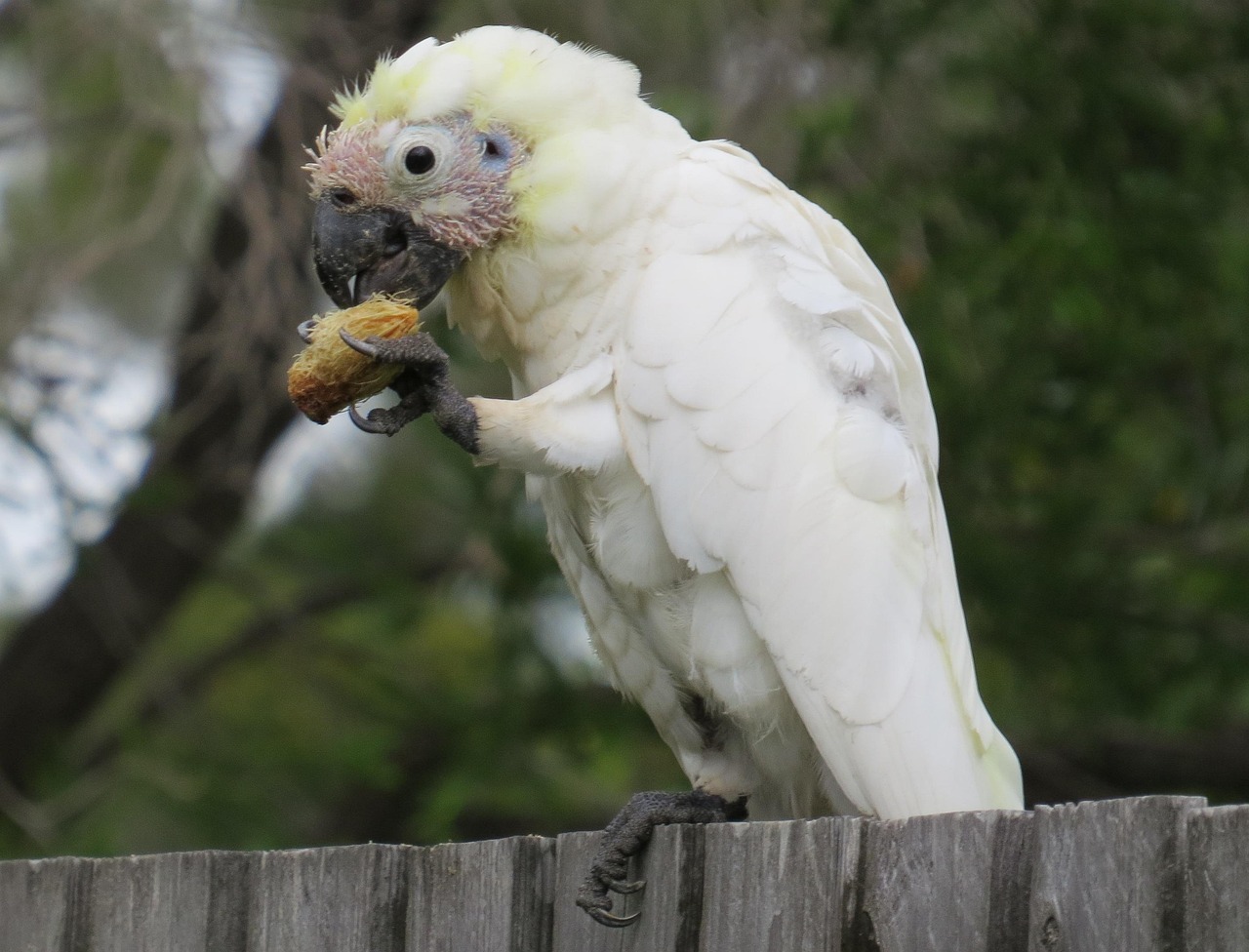 Juvenile Sulphur Crested Cockatoos Free Photo On Pixabay