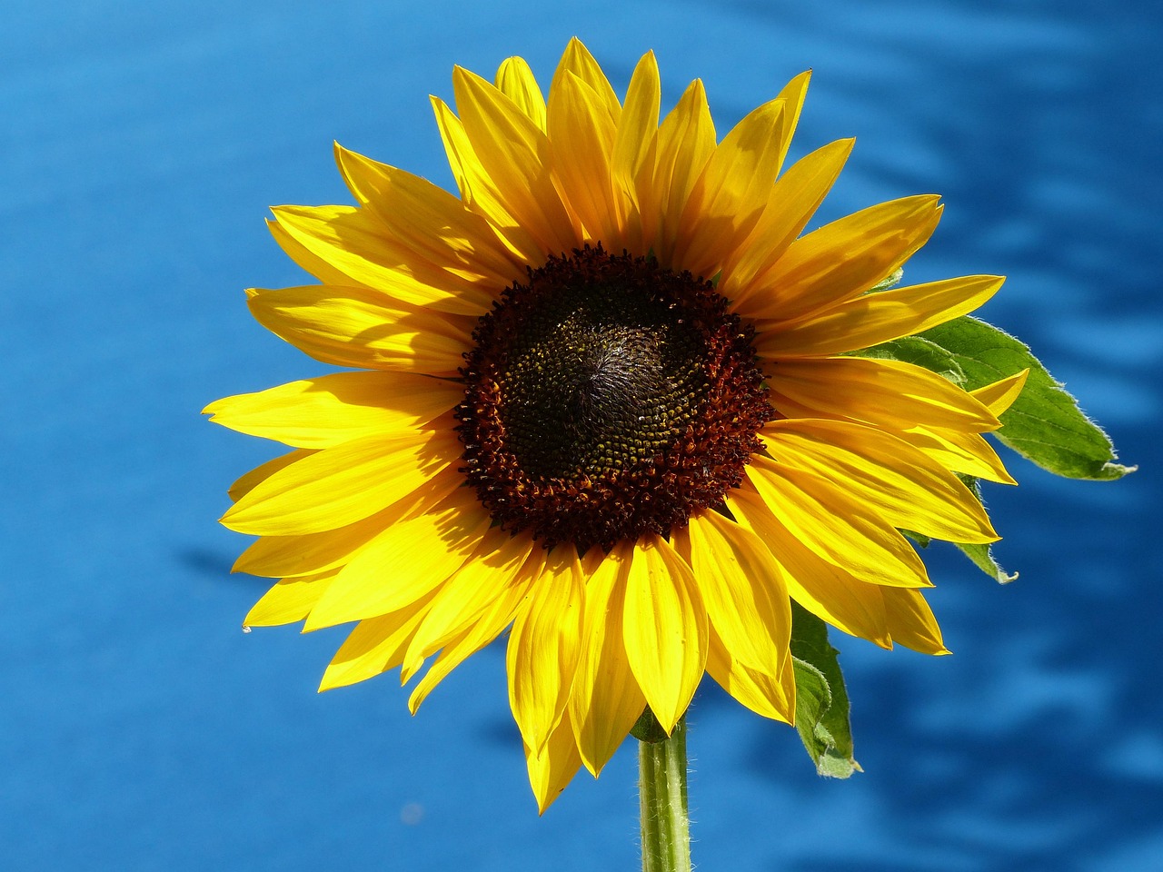 Girasol Cielo Azul Flor - Foto gratis en Pixabay - Pixabay