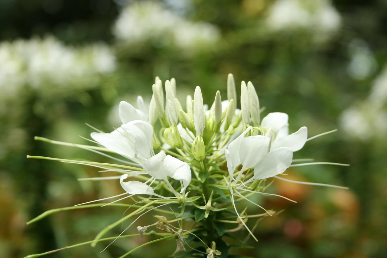 White Green Leaf Free photo on Pixabay Pixabay
